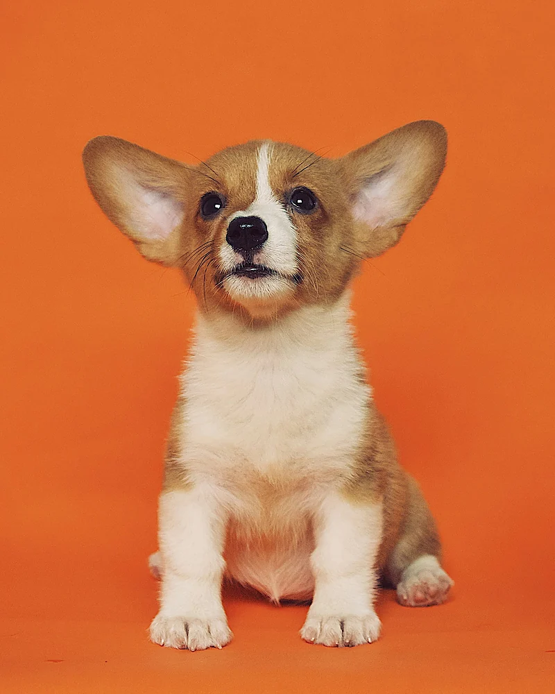 Un cachorro de orejas grandes, café y blanco, sentado y mirando a la cámara sobre un fondo naranja