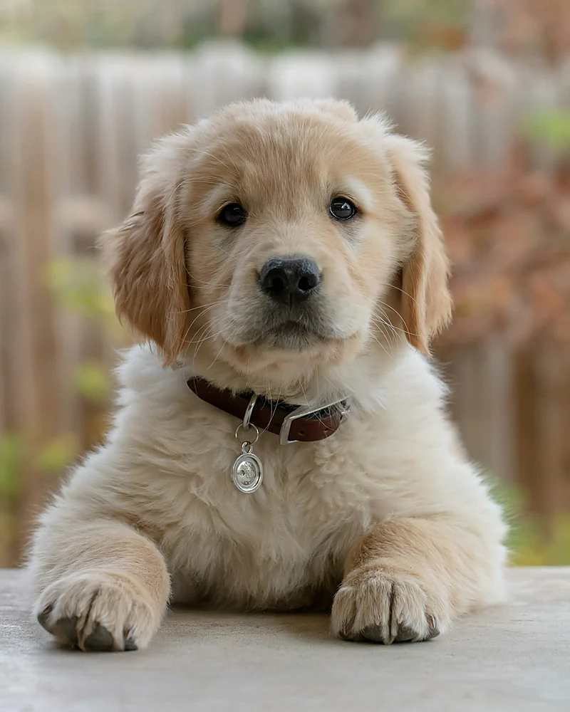 Un cachorro golden con collar y placa, recostado y mirando a la cámara