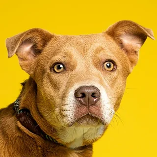 Retrato de Canela, una perrita mestiza color canela, sobre fondo amarillo