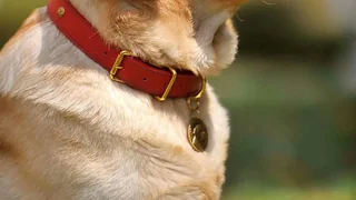 Primer plano de un perro con collar rojo de cuero y una placa metálica redonda