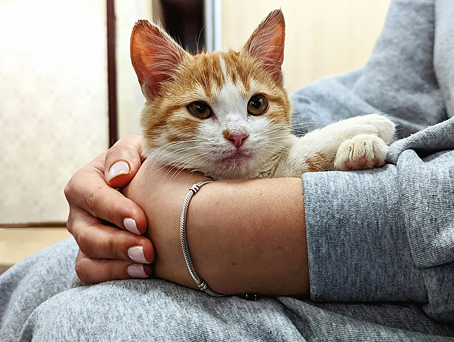 Un gatito naranja y blanco descansa en los brazos de una persona