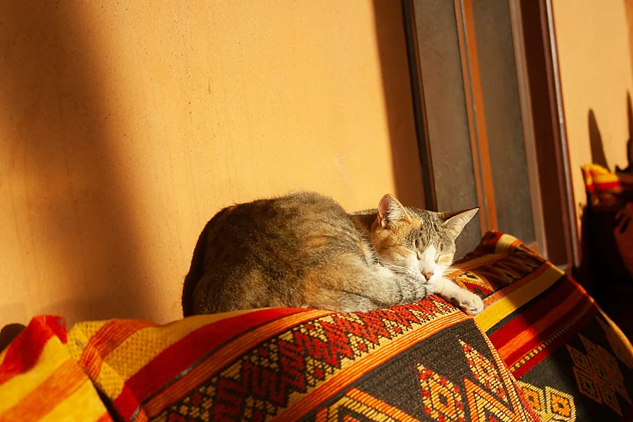 Un gato duerme la siesta sobre un cojín de colores con la luz cálida de la tarde