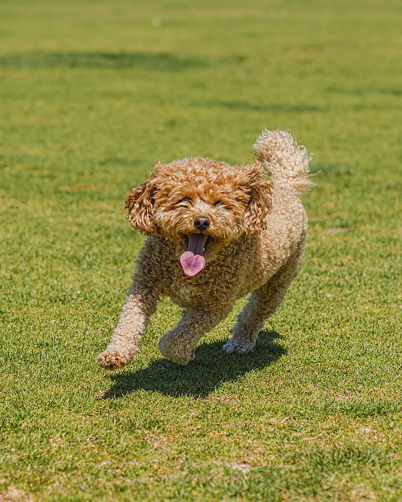 Un perro de pelo rizado corre feliz por el pasto de un parque