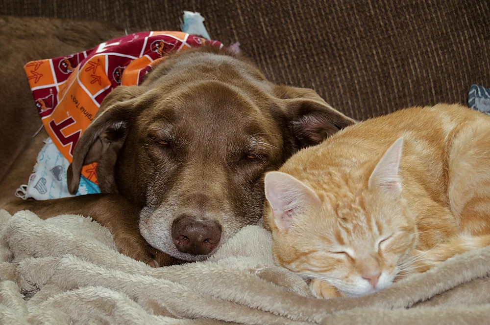 Un perro café y un gato naranja duermen juntos sobre una manta